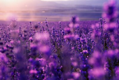Lavendel auf dem Feld in Frankreich