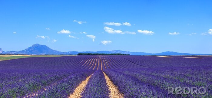 Fototapete Lavendel auf dem französischen Feld