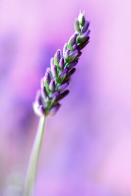 Lavendel auf violettem Hintergrund