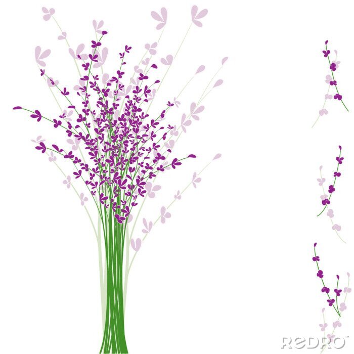 Fototapete Lavendel auf weißem Hintergrund