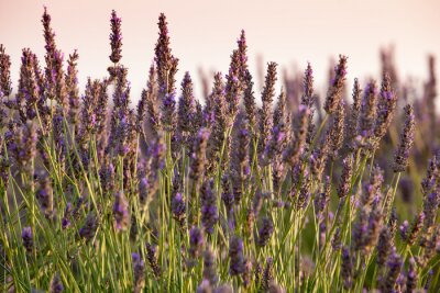 Fototapete Lavendel aus der Provence