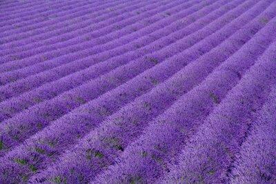 Fototapete Lavendel aus der Vogelperspektive