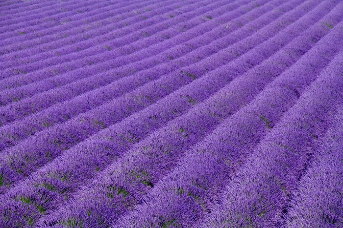 Fototapete Lavendel aus der Vogelperspektive