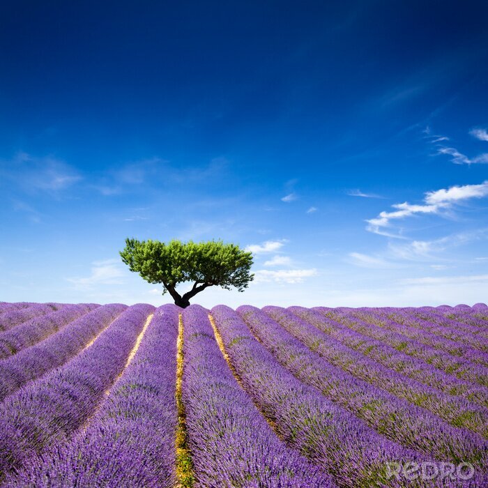 Fototapete Lavendel Baum und blauer Himmel