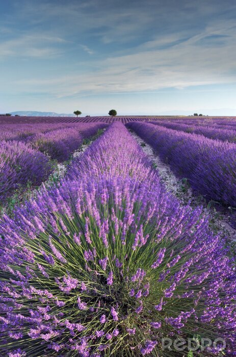 Fototapete Lavendel bei Sonnenaufgang