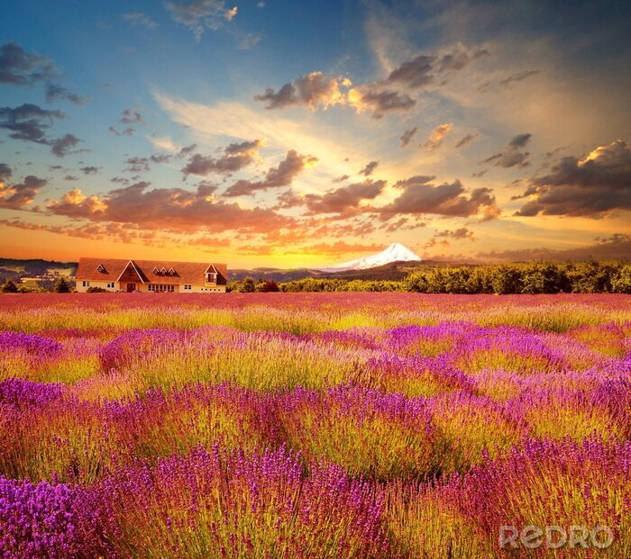 Fototapete Lavendel bei Sonnenuntergang