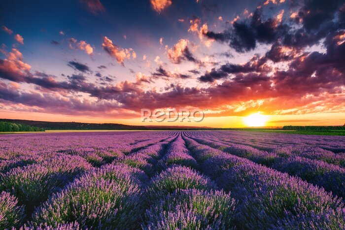 Fototapete Lavendel blühende Felder in endlosen Reihen. Sonnenuntergang Schuss.