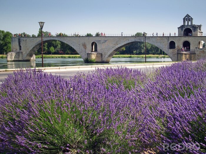 Fototapete Lavendel französische Brücke
