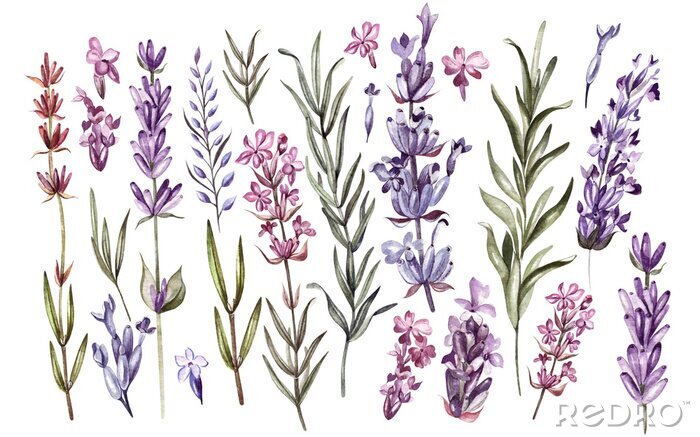 Fototapete Lavendel Gravur von Blumen und Blättern