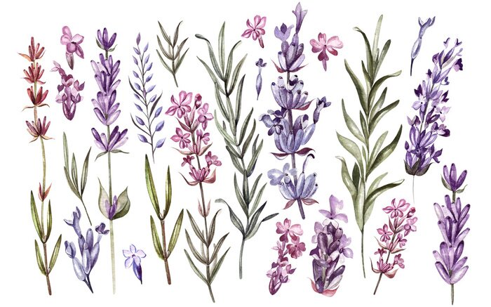 Fototapete Lavendel Gravur von Blumen und Blättern