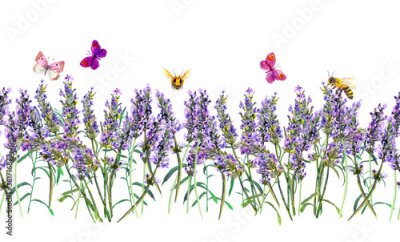 Fototapete Lavendel mit Schmetterlingen und Bienen auf weißem Hintergrund