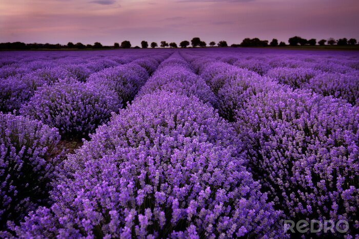 Fototapete Lavendel-Plantagen-Landschaft