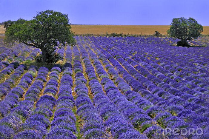 Fototapete Lavendel-Stecklinge auf dem Feld