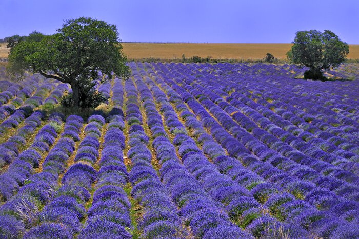 Fototapete Lavendel-Stecklinge auf dem Feld