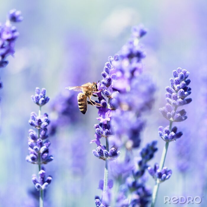 Fototapete Lavendel und Biene