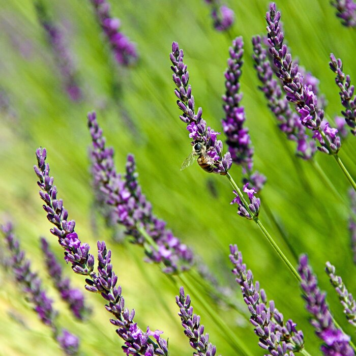 Fototapete Lavendel und Grün