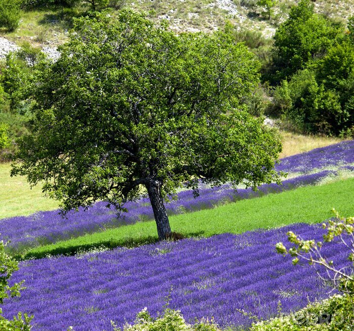 Fototapete Lavendel und grüne Bäume