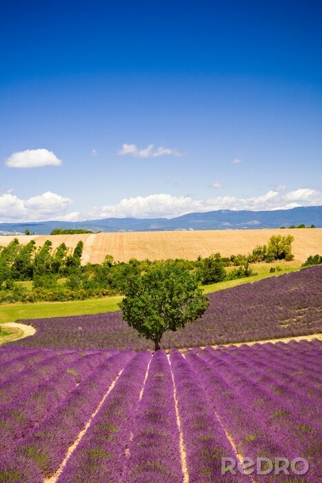 Fototapete Lavendel und Landschaft in Frankreich
