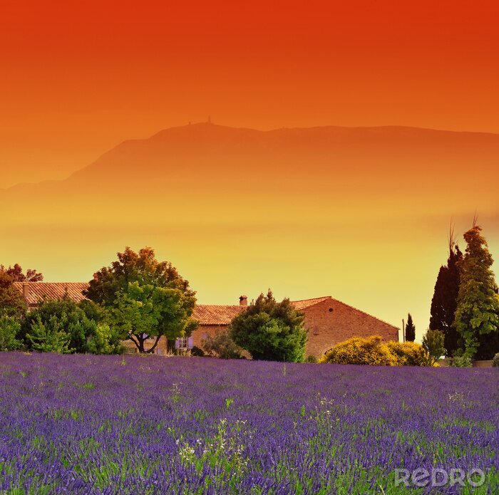 Fototapete Lavendel und roter Sonnenuntergang