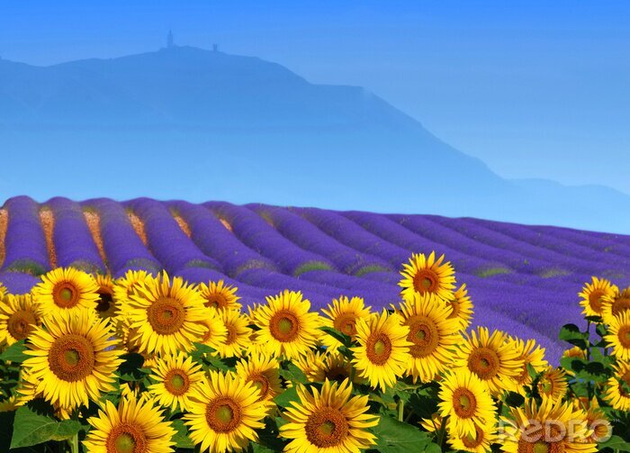 Fototapete Lavendel und Sonnenblumen auf dem Feld