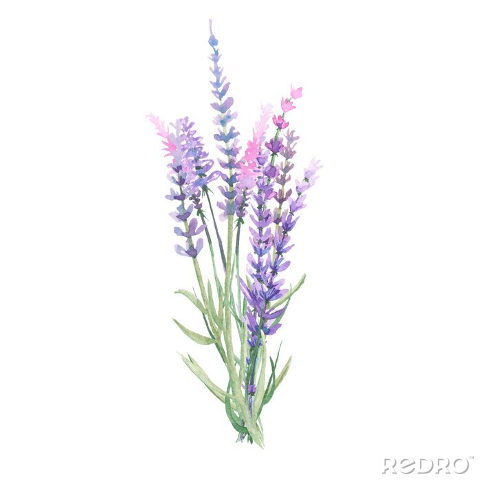 Fototapete Lavendel Vintage in Pastellfarben