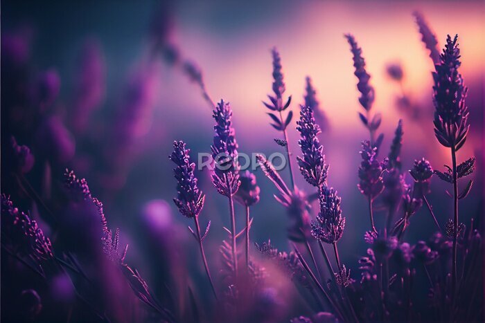 Fototapete Lavendel violette Blütenzweige