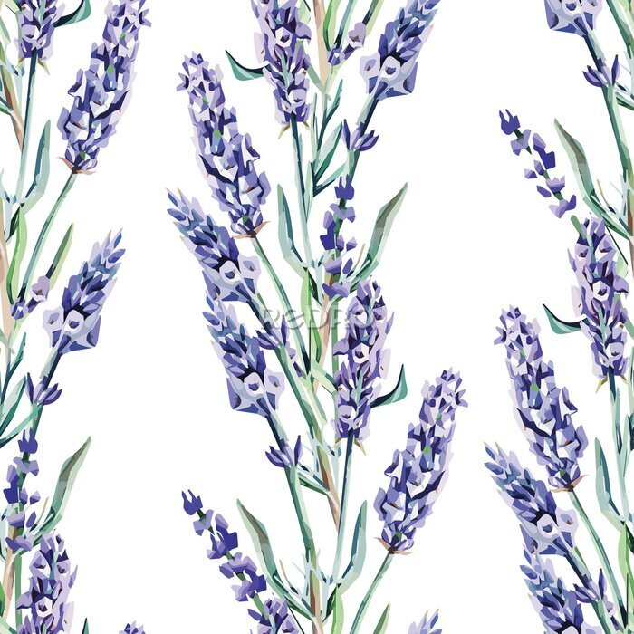Fototapete Lavendelblüten auf weißem Hintergrund