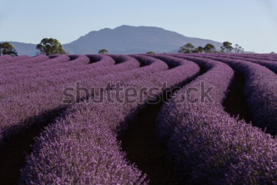 Fototapete Lavendelblumen im Feld