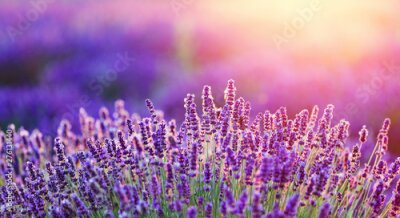 Fototapete Lavendelfeld bei Sonnenaufgang