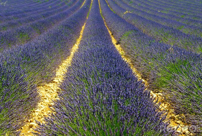 Fototapete Lavendelfeld in der Sommersonne