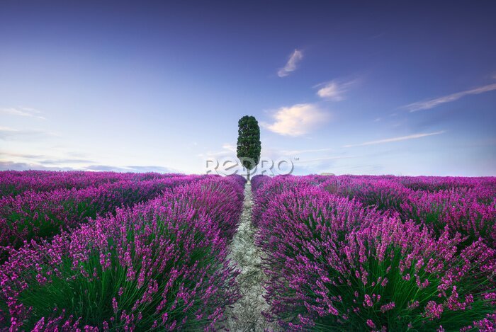 Fototapete Lavendelfeld in der Toskana