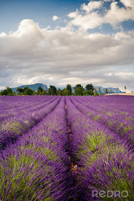 Fototapete Lavendelfeld in Frankreich