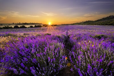 Fototapete Lavendelfeld mit ferner Landschaft