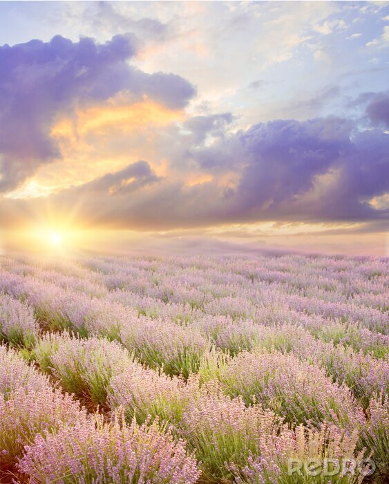 Fototapete Lavendelfeld und nahenden Wolken