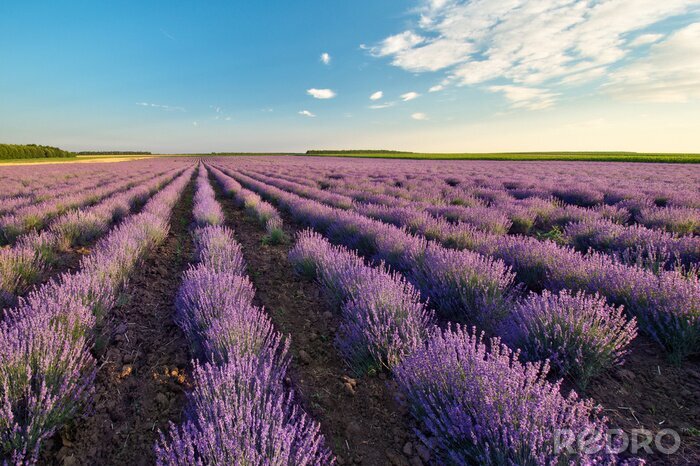 Fototapete Lavendelfeld und Natur