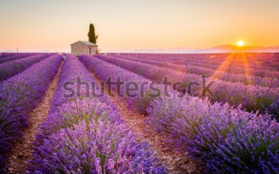 Fototapete Lavendelfeld und Sonnenuntergang