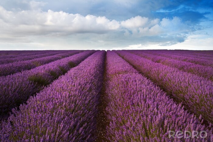 Fototapete Lavendelfeld unter den Wolken