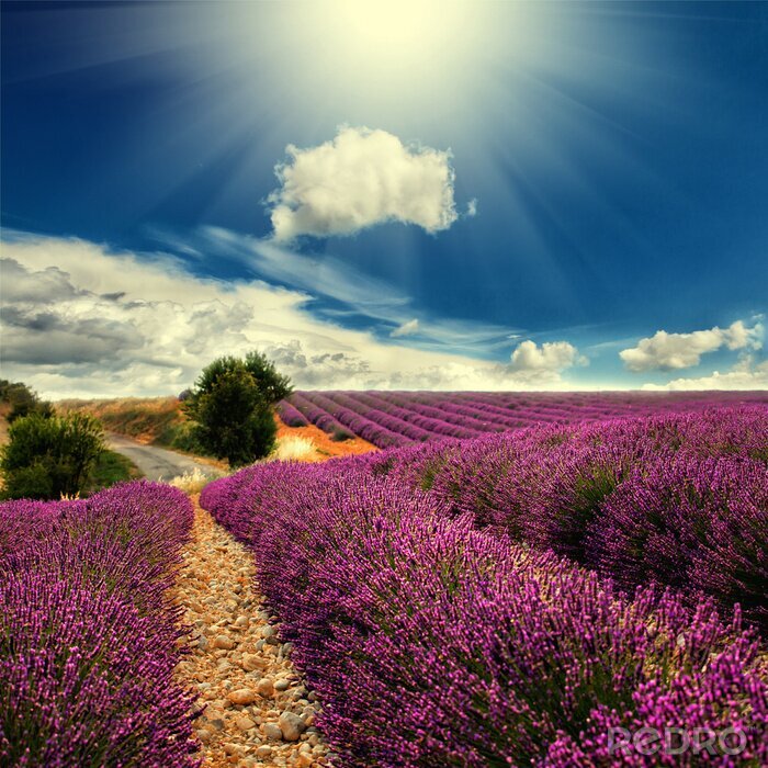 Fototapete Lavendelfeld unterm Himmel