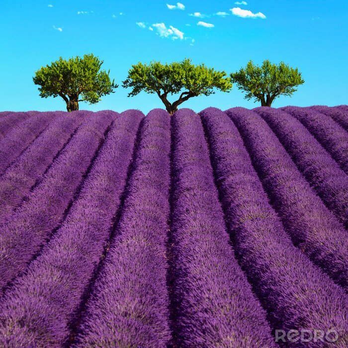 Fototapete Lavendelfelder im Hintergrund der Bäume
