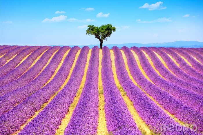 Fototapete Lavendelfelder mit einem einzigen Baum