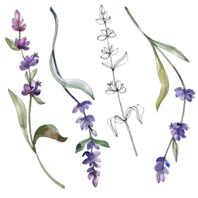 Lavendelgravur monochromatisch und farbig