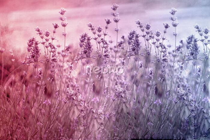 Fototapete Lavendellichtung in drei Farben