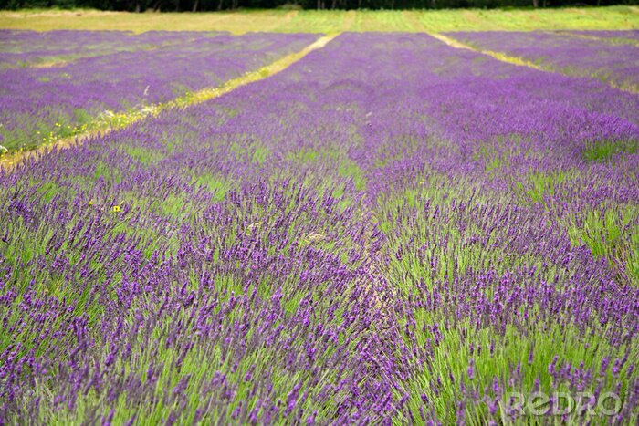 Fototapete Lavendelpflanzen auf dem Feld