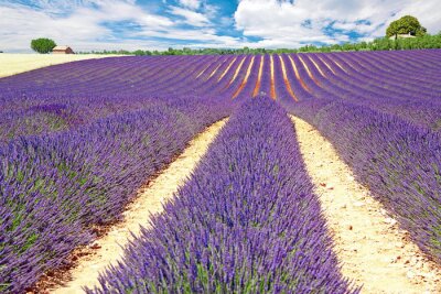 Fototapete Lavendelplantage an einem sonnigen Tag