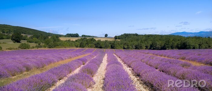 Fototapete Lavendelplantage in Frankreich
