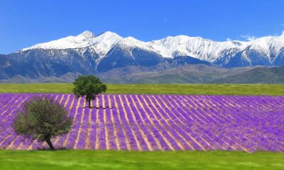 Lavendelplantage und schneebedeckte Berge