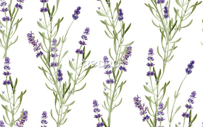 Fototapete Lavendelzweige auf weißem Hintergrund