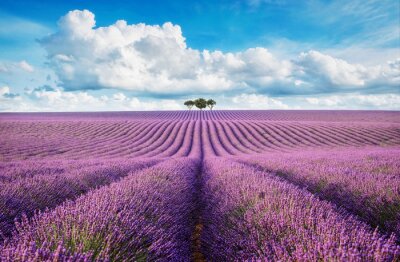 Fototapete lavender field with tree with cloudy sky