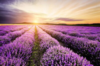 Fototapete Lavender Sunrise