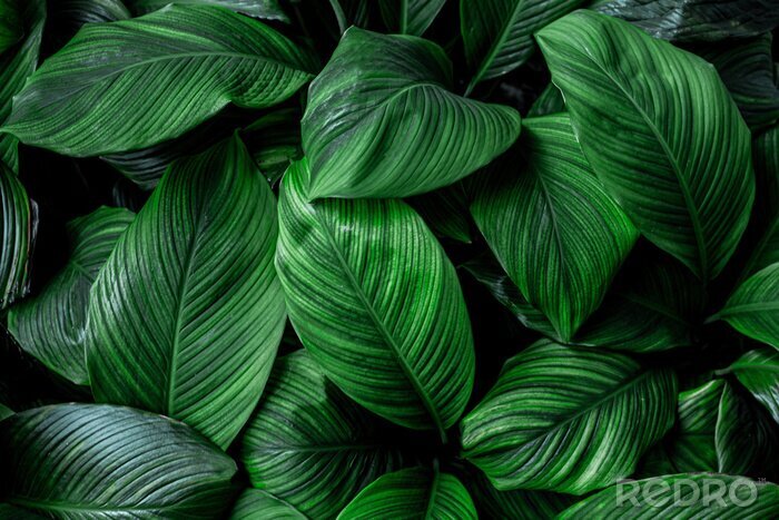 Fototapete leaves of Spathiphyllum cannifolium, abstract green texture, nature background, tropical leaf